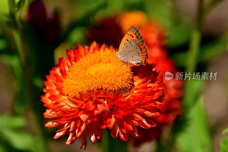 Strawflower /蜡菊